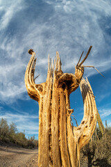 death cactus skeleton in baja california
