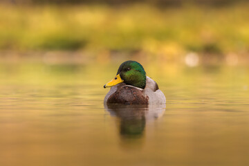 mallard duck swimming on the surface of a pond in the light of an autumn morning