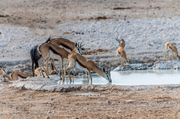 A view of Springbok drinking at a waterhole in the morning in the Etosha National Park in Namibia...