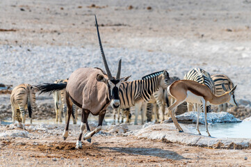 A view of an Oryx leaving a waterhole in the morning in the Etosha National Park in Namibia in the...