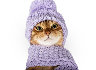 Cute Bengal cat in a scarf and hat close-up