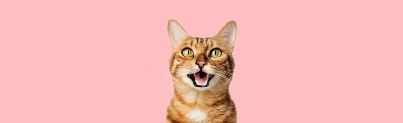 Funny portrait of a happy smiling bengal cat looking with open mouth on a pink background.