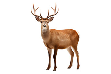 A deer with antlers on a Transparent or white background, Generative AI