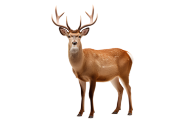 A deer with antlers on a Transparent or white background, Generative AI