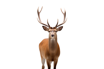 A deer with antlers on a Transparent or white background, Generative AI