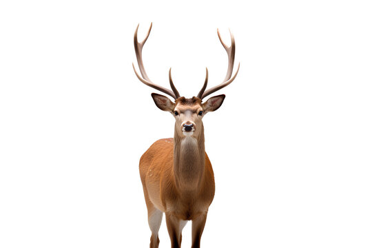 A deer with antlers on a Transparent or white background, Generative AI