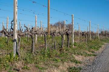 Vineyard In Frascati Region
