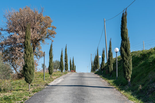 Vineyard In Frascati Region