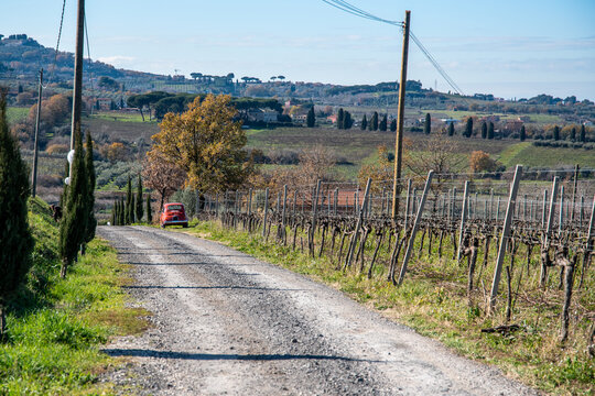 Vineyard In Frascati Region