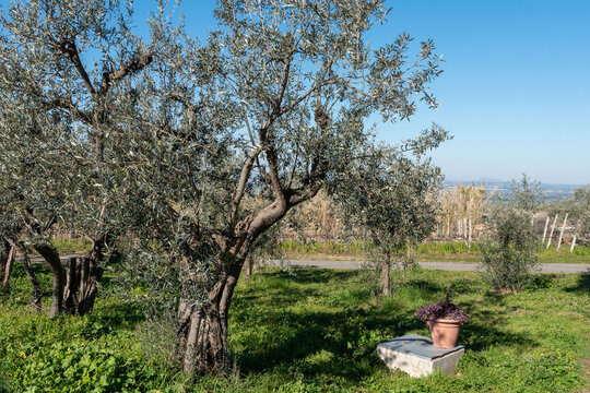 Vineyard In Frascati Region