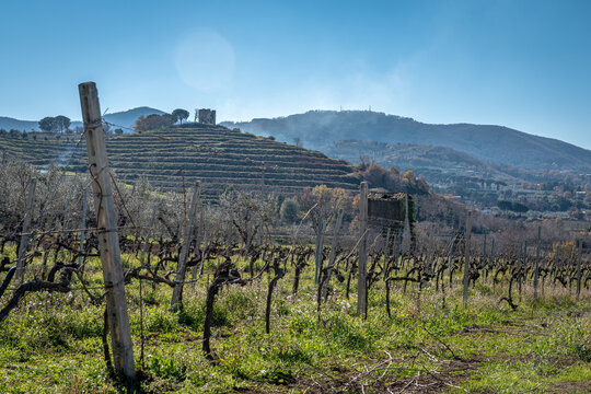 Vineyard In Frascati Region
