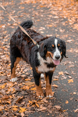 A dog of the Bernese Mountain Dog breed walks on a leash in an autumn park