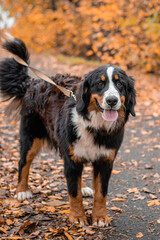 A dog of the Bernese Mountain Dog breed walks on a leash in an autumn park
