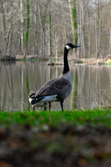 Branta canadensis-Canada goose-Bernache du Canada