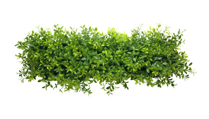 green bush isolated on transparent background cutout