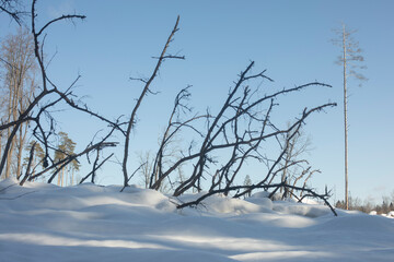 The forest in winter. Dry branches. Wildlife.
