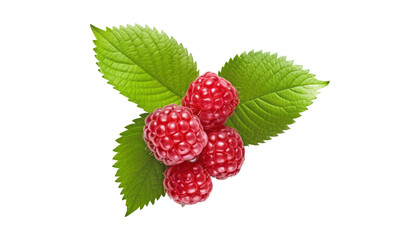 raspberry with leaf isolated on transparent background cutout
