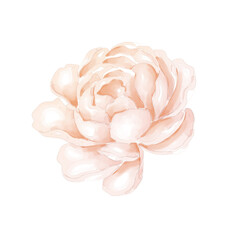 Watercolor white peony png transparent background