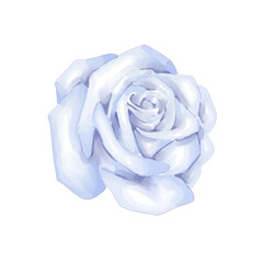 Watercolor blue rose png transparent background
