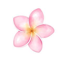 Obraz na płótnie Canvas Watercolor pink plumeria png transparent background