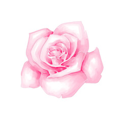 Watercolor pink rose png transparent background