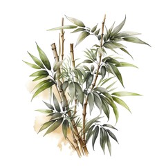 bamboo illustration sketch neutral colours white background watercolor 