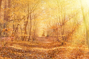 Rolgordijnen A tranquil autumn forest, bathed in golden leaves and the warm embrace of morning sunbeams © Pihuliak
