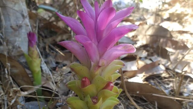 Curcuma aeruginosa Roxb zingiberaceae magnoliophyta liliopsida
