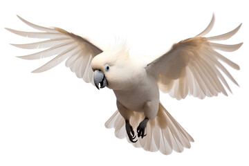 Cockatoo flying by Craig Manners Isolated on a white background, Generative AI