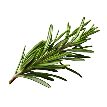 Isolated Rosemary Leaf, a Fragrant Herbal Spice on Alpha Background. Aromatic Ingredient for Culinary Delights. Organic and Flavorful.
