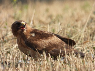 Obraz premium Águila calzada (Hieraaetus pennatus)