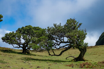 laurel trees in Fanal