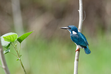 A little blue kingfisher chick is learning and perched by surveying its surroundings to hunt and find prey to eat