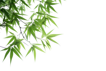 Green bamboo with leaves isolated on a transparent background, Generative AI