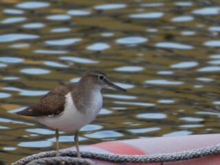 Andarríos chico (Actitis hypoleucos)