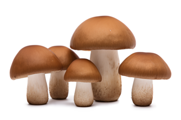 Group of brown cap boletus edulis isolated on a transparent background, Generative AI