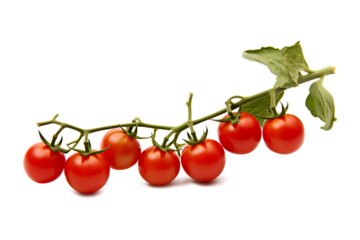 A high-quality photo of a tomato branch on a transparent background, Generative AI