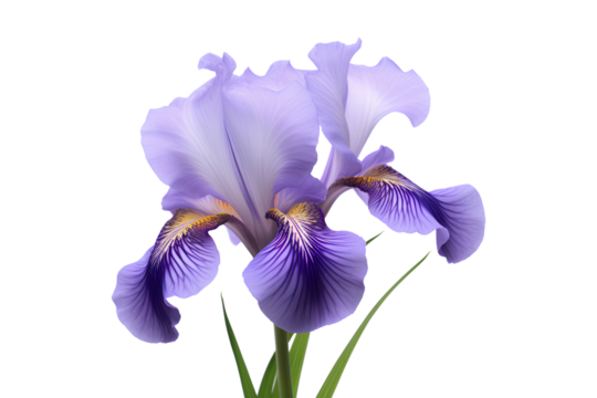 High-quality photo of sweet iris on a transparent background, Generative AI