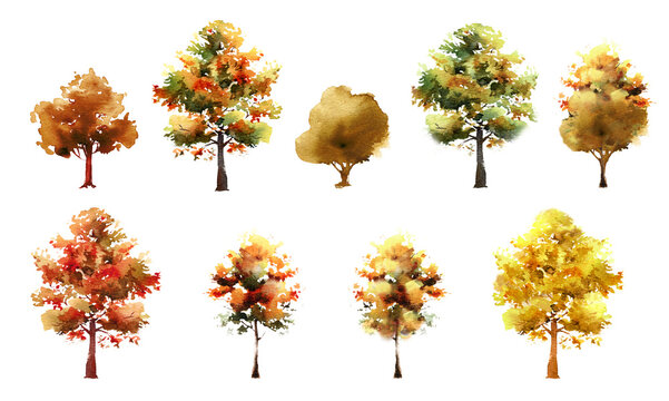 Autumn trees clipart, maple tree, bright Fall leaves watercolor illustration PNG on transparent background