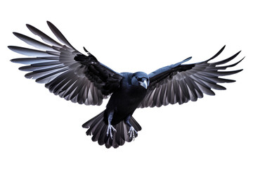 Painted raven bird in flight isolated on a transparent background, Generative AI - obrazy, fototapety, plakaty