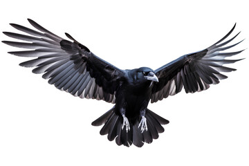 Painted raven bird in flight isolated on a transparent background, Generative AI - obrazy, fototapety, plakaty