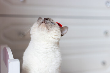 Thai Siamese Cat and the Persevering Red Bow
