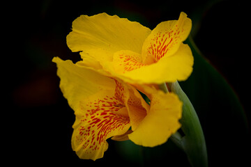 Fototapeta premium Yellow Canna indica flower on black background.