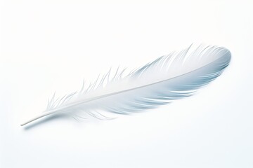 A feather isolated on a white background