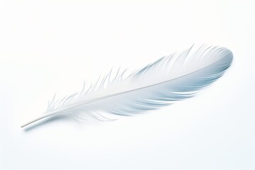 Obraz premium A feather isolated on a white background
