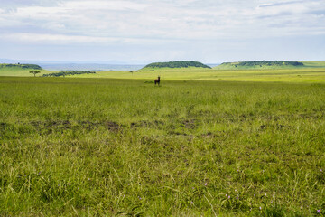 A lone Topi Antelope in Maasai Mara, Kenya, Africa