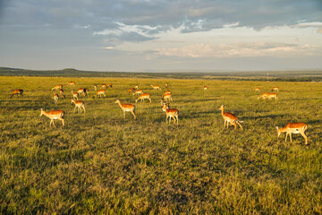 A Female Impala herd graze in the golden evening sun on the Maasai mara grass plains in Kenya, Africa