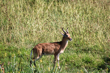 A lone Reedbuck in the marshes in Maasai Mara,Kenya, Africa