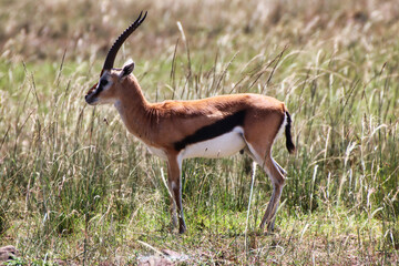 A lone Male Thomson's Gazelle in the Maasai Mara, Kenya, Africa