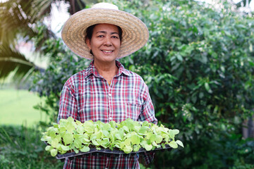 Asian senior woman wears hat, plaid shirt, holes seedling tray of young green vegetables in garden. Concept, Agriculture occupation. Senior lifestyle. Spend free time to grow plants. Hobby , pastime. 